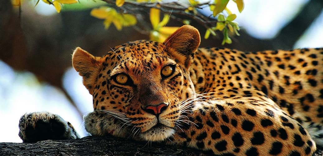 Imagem - 220186 - Quénia: Safari O Melhor do Quénia