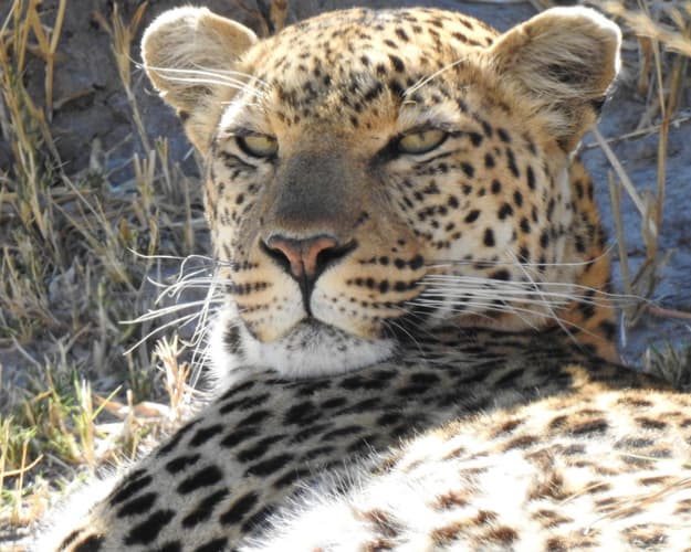 Obraz - Great Namibia