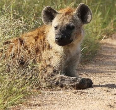 Imagem - OVERNIGHT: 2 DAYS/1	NIGHT (OPEN VEHICLE)	