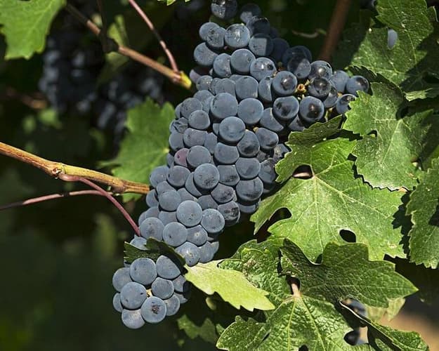 Imagen - Viñedos y playa en breve