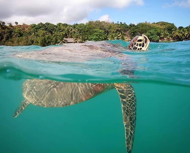 Imagem - Diving in Moheli Island, Comoros: An Underwater Paradise