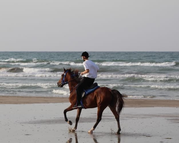 Image - Horse Riding by the beach