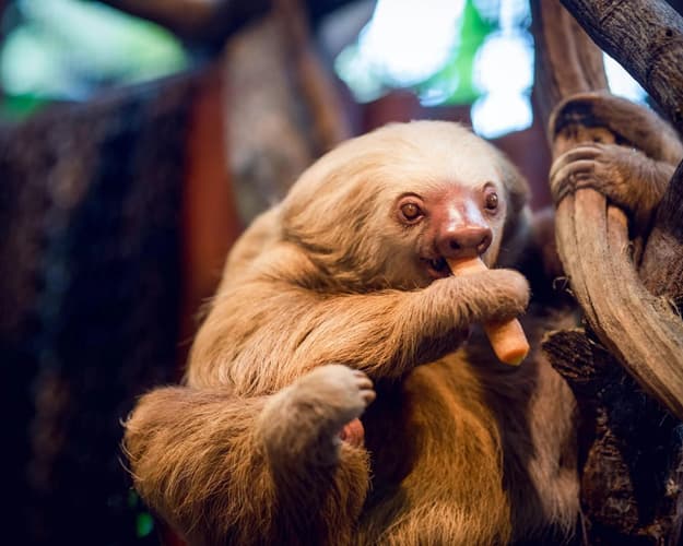 Imagen - COSTA RICA BELLA 