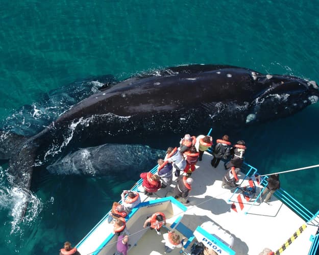 Imagen - Puerto Madryn Clásico - Cat 3*