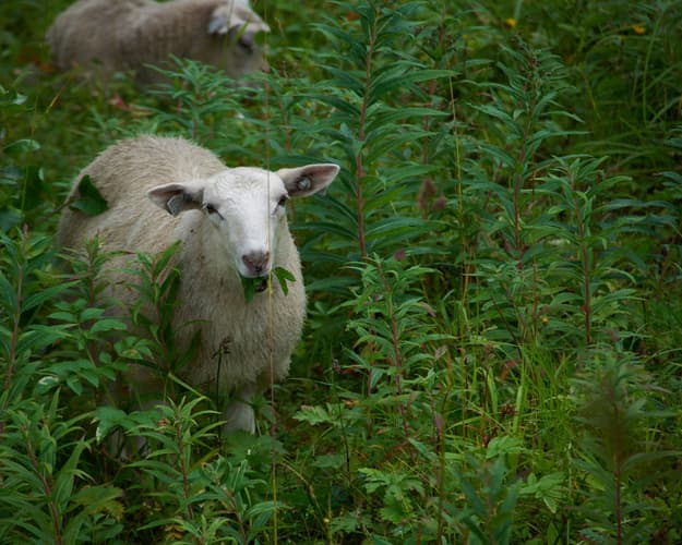 Kép - Terre delle Lofoten e Capo Nord