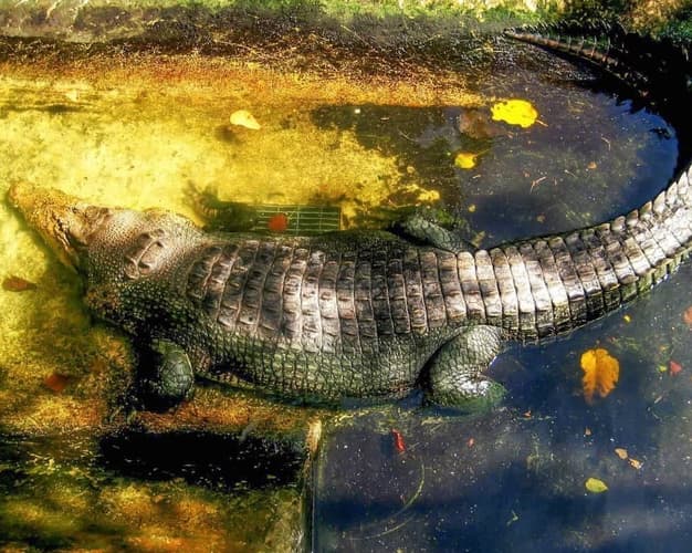 Image -  Cebu & Puerto Princesa Getaway (5 star)