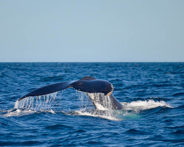 Imagen - Baja California Sur & Ballenas 5 días