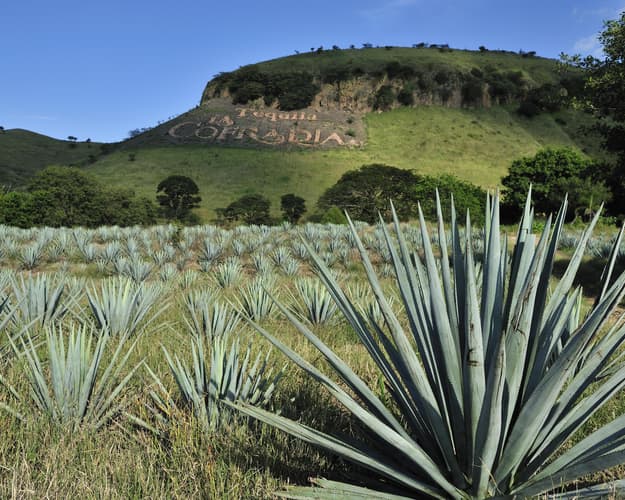 Imagen - RUTA DEL TEQUILA Y CDMX DE FIESTA - 7 DÍAS Y 6 NOCHES -  PLAN BÁSICO