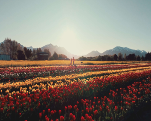 Imagen - Tulipanes en Trevelin - 10 OCT