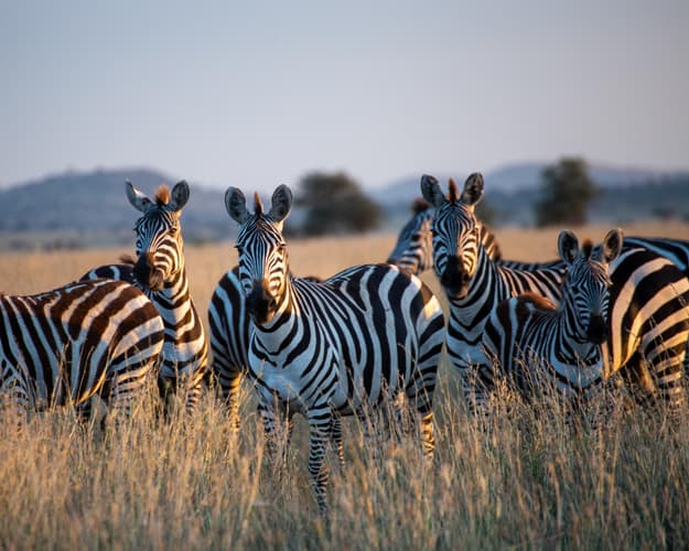 Bilde - Safari "Tarangire National park" & Zanzibar