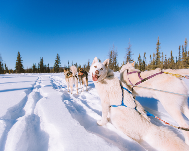 Imagen - Invierno Fantástico en Canadá 8 Días