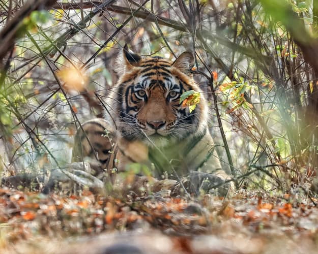 画像 - l’India dei Maharaja e dei Templi Sacri