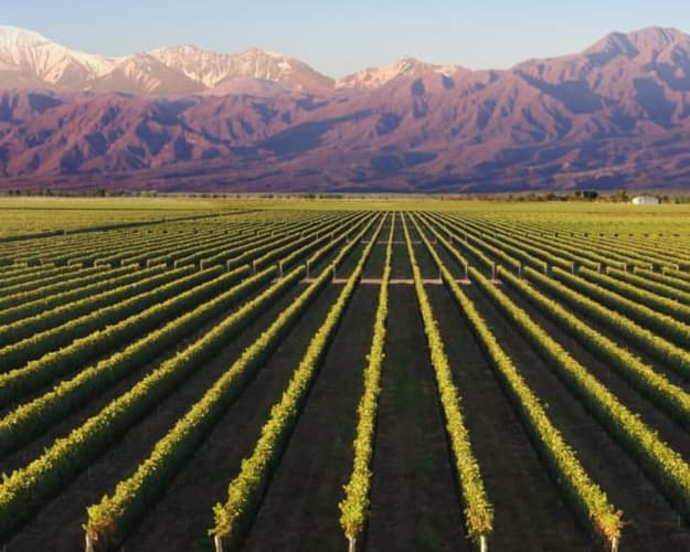 Imagen - Mendoza Clasica