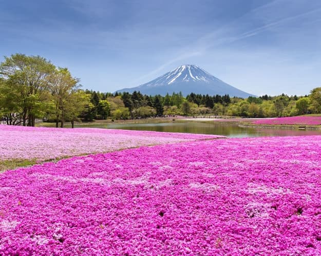 Immagine - EXPLORE GIAPPONE I Colori dello Shibazakura