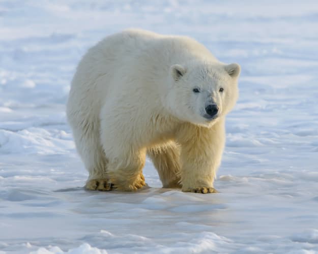 Image - Fuga Polare alle Svalbard