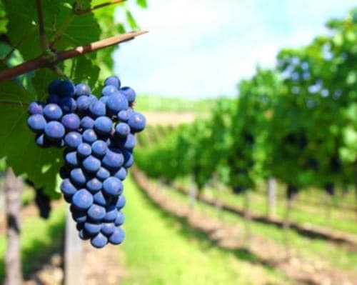 Image - Carnaval Chapaco Selecto 2026