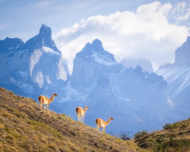 Imagen - Black - Bloqueo Puerto Natales 05 Noches Vía SKY - Hacienda Dorotea