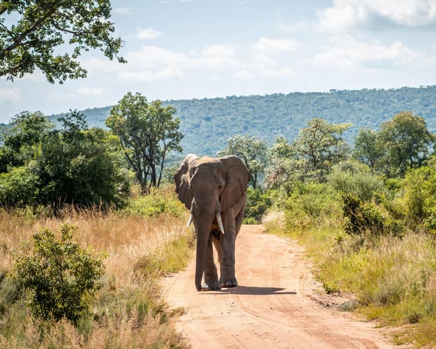 Image - Wilde Sudafrica. Primavera e autunno