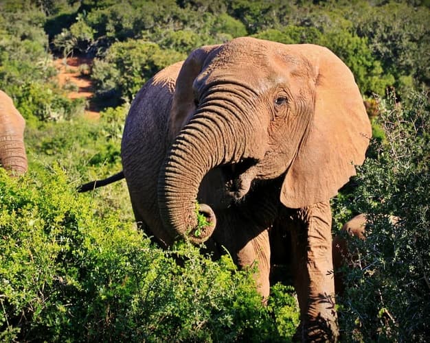 Image - 3N CPT - 3N Garden Route - 1N JNB - 2N Kruger National Park