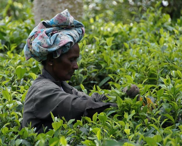 Image - Roundtrip Fabelhaftes Sri Lanka  (ab/bis Colombo)