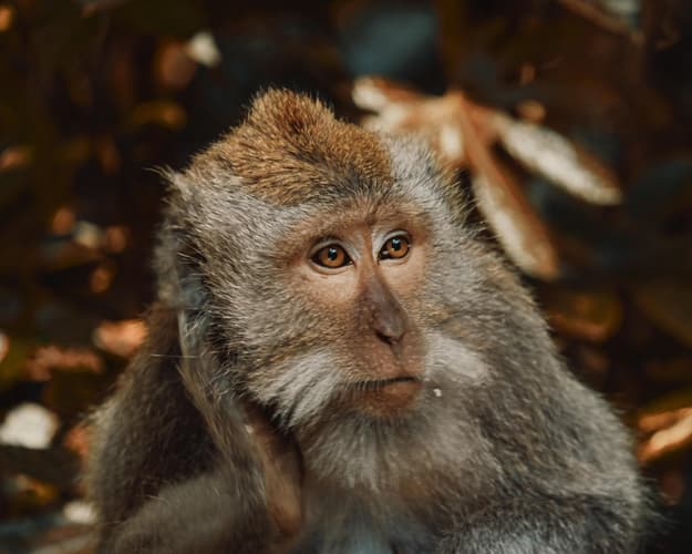 Imagine - Descopera cu familia: Ubud & Bali Sud, Indonezia - iunie