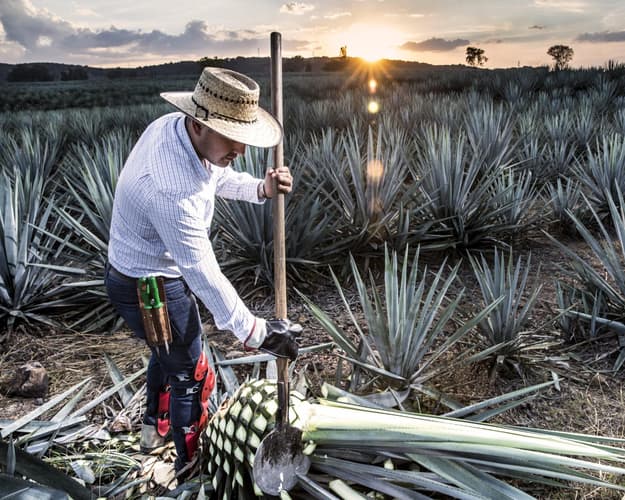 Imagem - TOUR RUTA DEL TEQUILA DELUXE PARA TU VAIJE A GUADALAJARA CON AMIGOS 