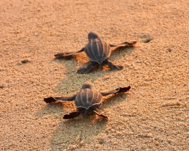 Image - UN VERANO DE AVENTURA EN PUERTO ESCONDIDO | PAQUETE PARA 4 AMIGOS