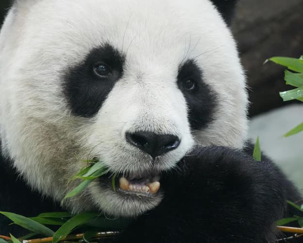 Imagen - China & encuentro con los Osos Panda 03/10