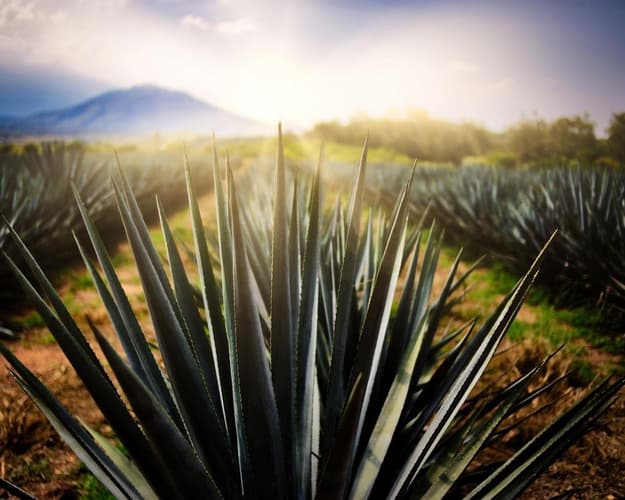 Imagen - TOUR RUTA DEL TEQUILA, GUADALAJARA PARA 6 AMIGOS 