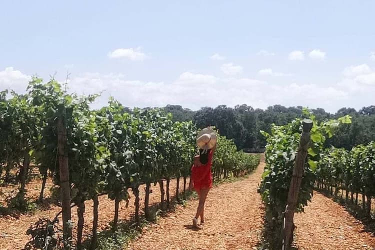 Immagine - Degustazione di vino nella Valle d'Itria