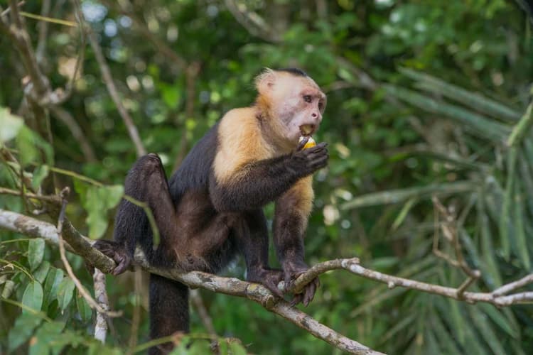 Imagen - Excursión a Isla Monos y Gamboa Rainforest Resort