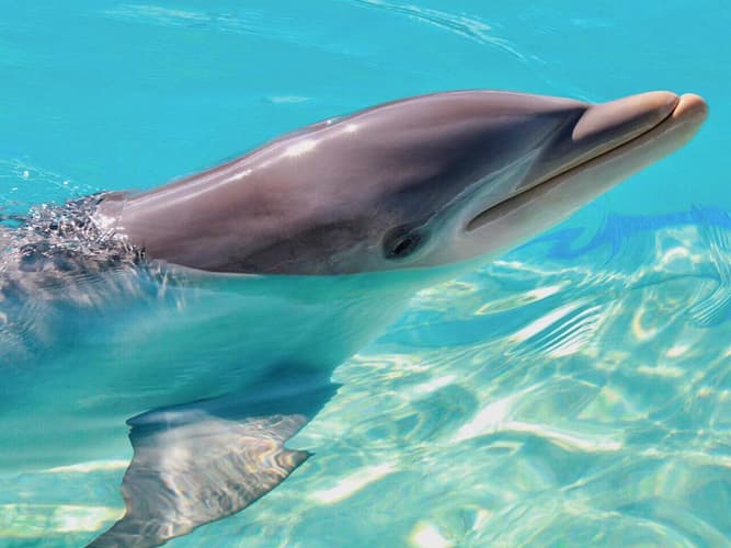 Image - PAQUETE ENCUENTRO CON DELFINES EN TULUM