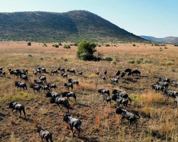 Imagen - SAFARI EN SUDÁFRICA