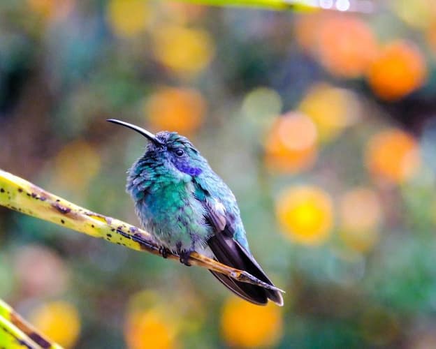 Imagen - Del Corazón Urbano a la Selva Virgen: La Gran Travesía de San José a Corcovado.