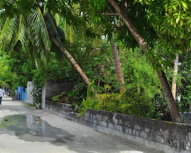 Bild - Canareef Resort Maldives