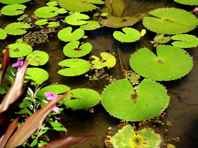 Imagen - Jardín Botánico de Río de Janeiro