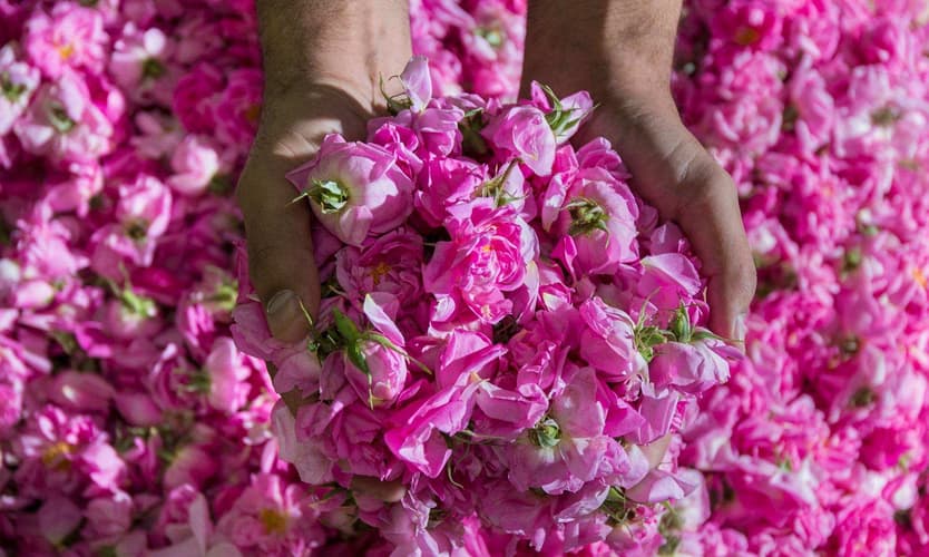 Imej - 3 Days. TAIF (5* - Visit to Taif Flowers Garden)