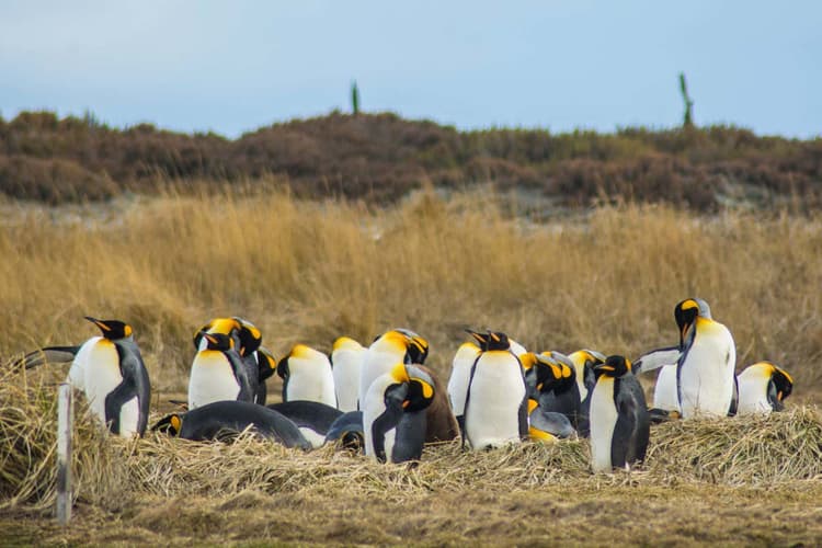 Imagen - Excursión a la Isla Tierra del Fuego