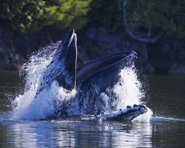 Image - De beren en walvissen van Vancouver Island