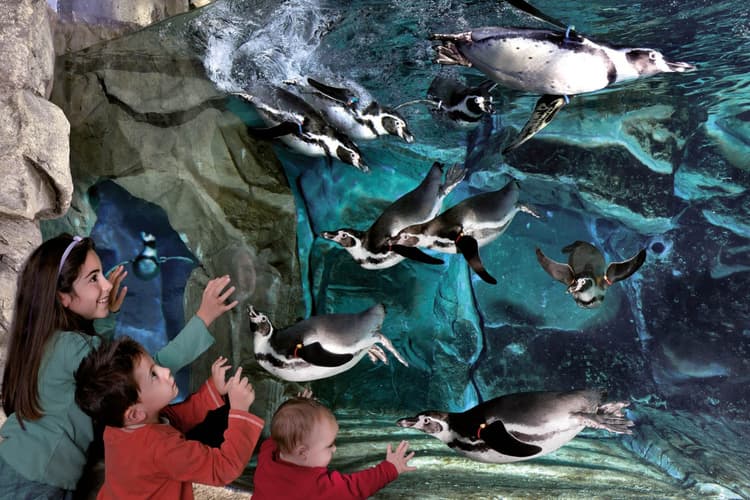 Immagine - Visita all'acquario di Cattolica per due persone