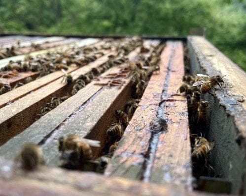 Immagine - Il Mondo delle Api