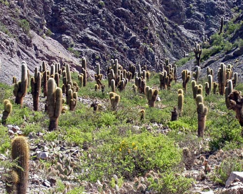 Imagen - Jujuy Clásico