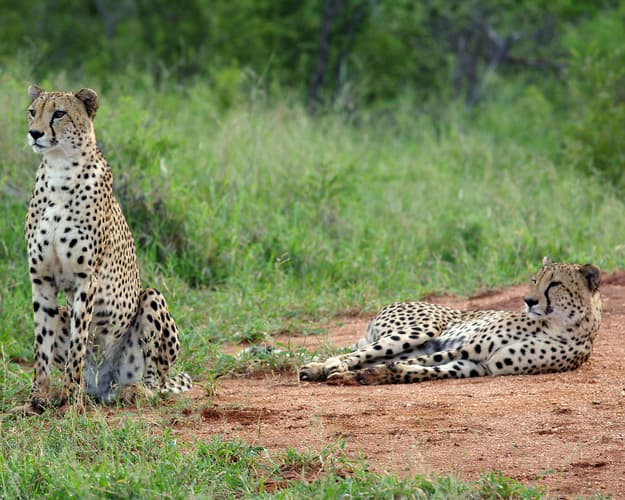 Image - Meraviglie del Sud Africa Capodanno