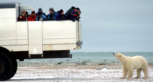 Imagen - EL INSUERABLE TOUR DE OSOS POLARES 6 DIAS 