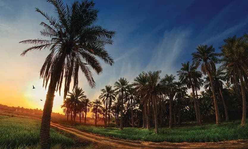 Kuva - 3 Days. 5* AL HOFUF - Al Ahsa InterContinental (BB)