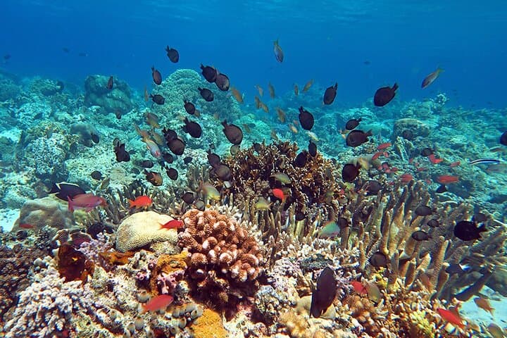 Imagine - Snorkeling in Bali, Indonezia - iulie 2026