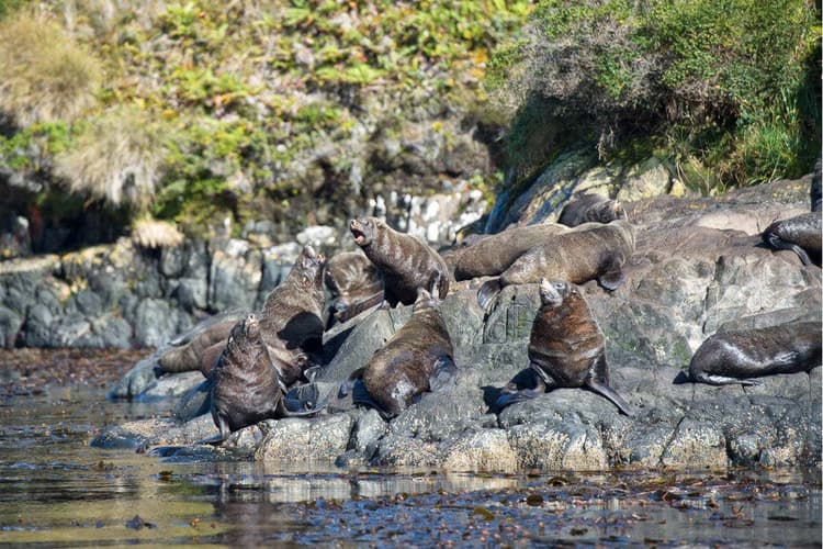 Imagen - Avistamiento de Ballenas en el Estrecho de Magallanes