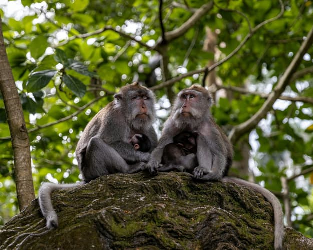 Image - Ubud Monkey Forest
