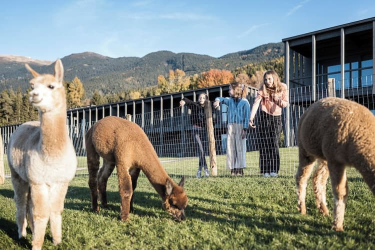 Imazhi -  AKI Family Resort PLOSE – Kujtime familjare mbi re