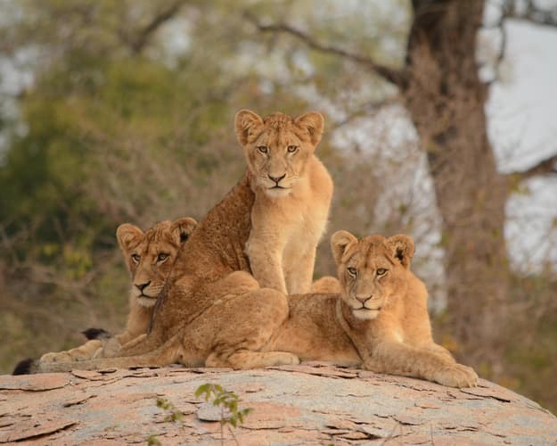 Beeld -  Ontdek 'n Wereld in een land 